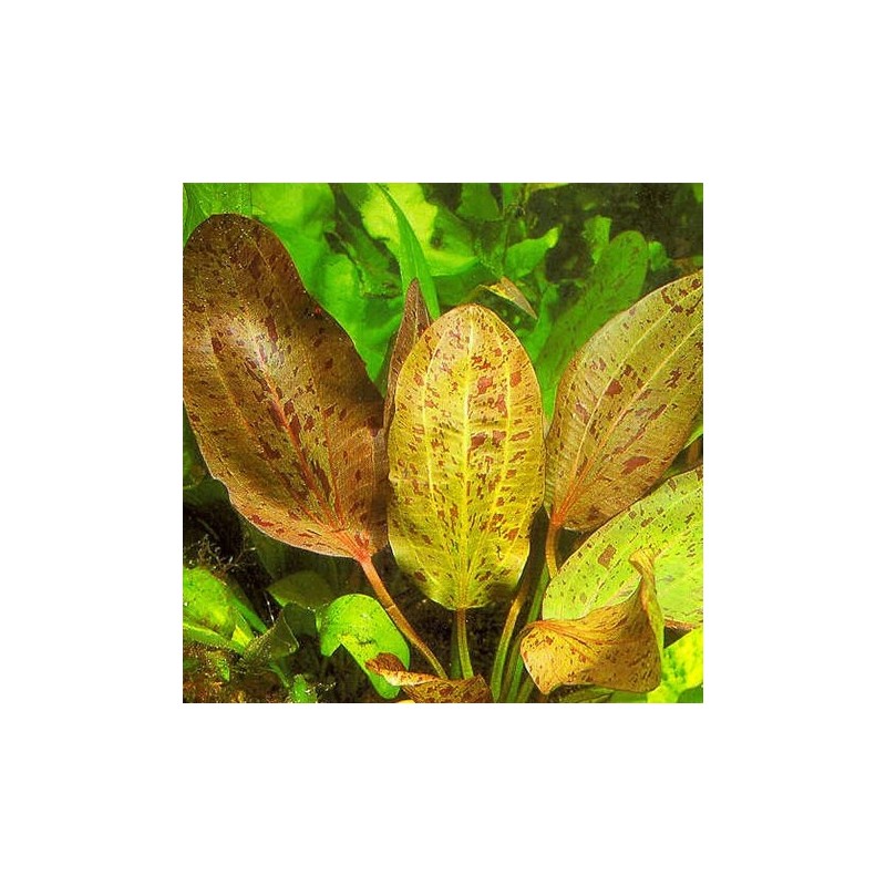 Echinodorus ozelot red Echinodorus ozelot red