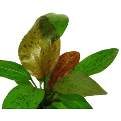 Echinodorus ozelot red