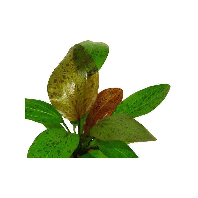 Echinodorus ozelot red