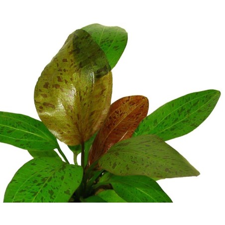 Echinodorus ozelot red