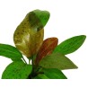 Echinodorus ozelot red