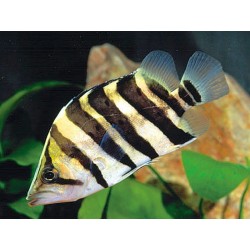 Datnioides polota - 4 - 5 cm