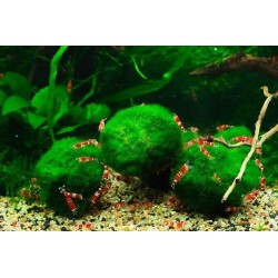 Cladophora aegagrophila - 5 - 7 cm