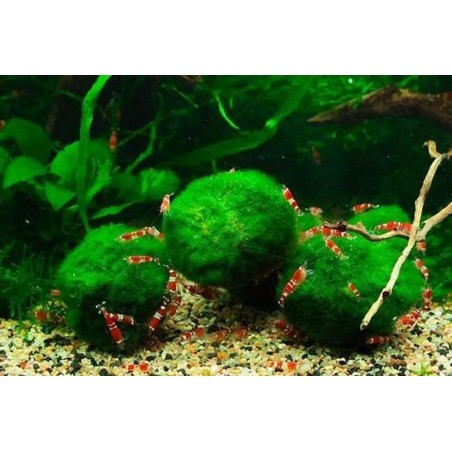 Cladophora aegagrophila - 5 - 7 cm