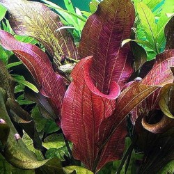 Echinodorus paul kloecker
