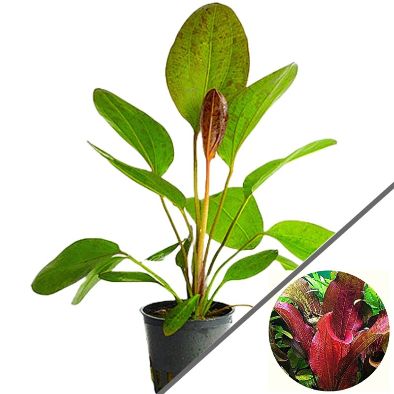 Echinodorus paul kloecker