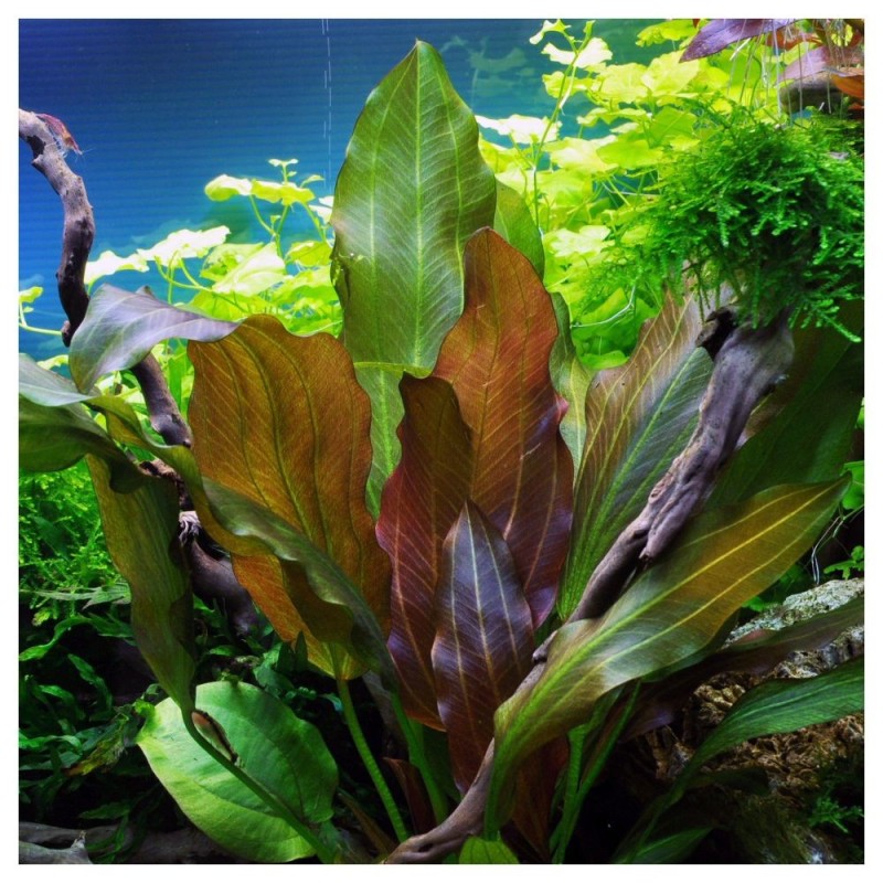 Echinodorus reni