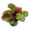 Echinodorus reni