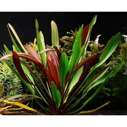 Echinodorus red devil