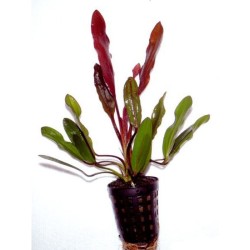Echinodorus red devil