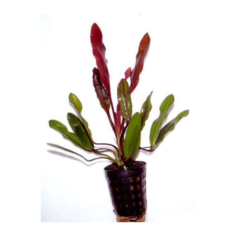 Echinodorus red devil