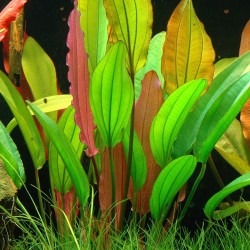 Echinodorus red diamond