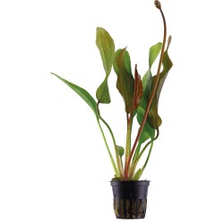 Echinodorus red diamond