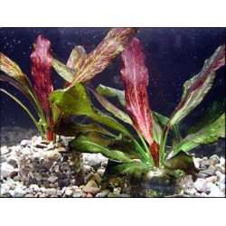 Echinodorus red flame