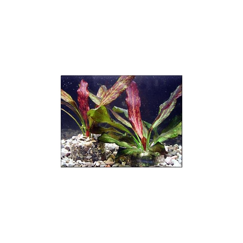 Echinodorus red flame