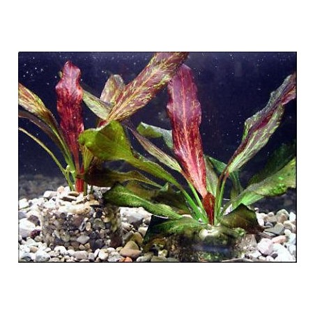 Echinodorus red flame