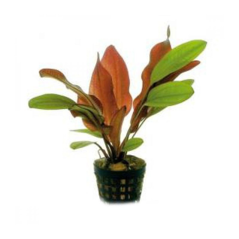 Echinodorus red flame
