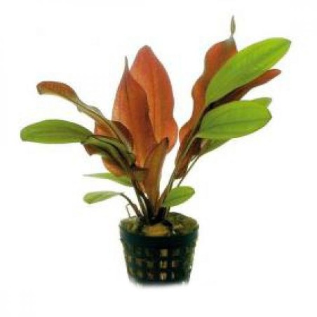 Echinodorus red flame