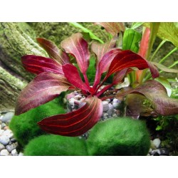 Echinodorus regine hildebrandt