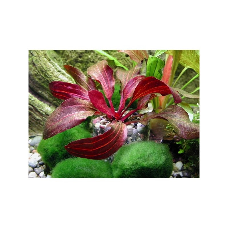 Echinodorus regine hildebrandt Echinodorus regine hildebrandt