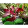 Echinodorus regine hildebrandt