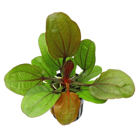 Echinodorus regine hildebrandt