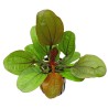 Echinodorus regine hildebrandt