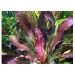 Echinodorus rubin