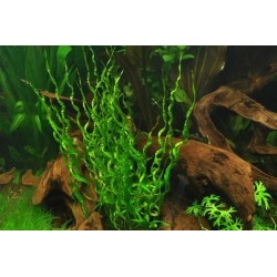 Echinodorus vesuvius