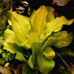 Echinodorus yellow sun