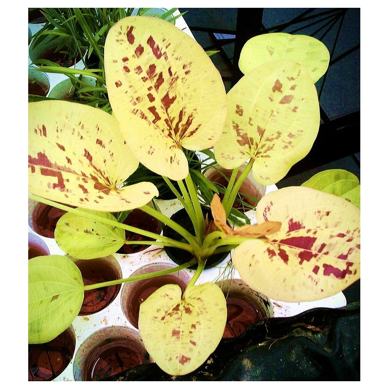 Echinodorus yellow sun