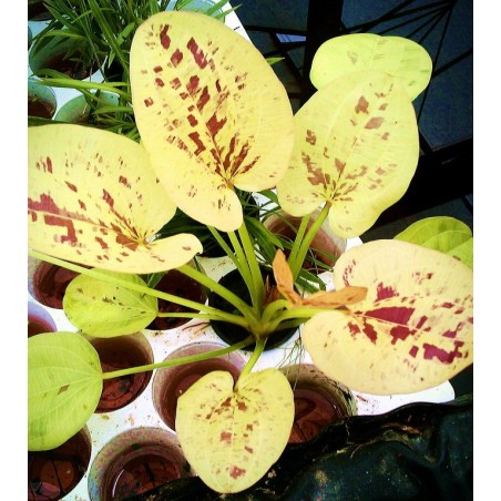 Echinodorus yellow sun
