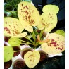 Echinodorus yellow sun