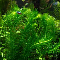 Egeria densa