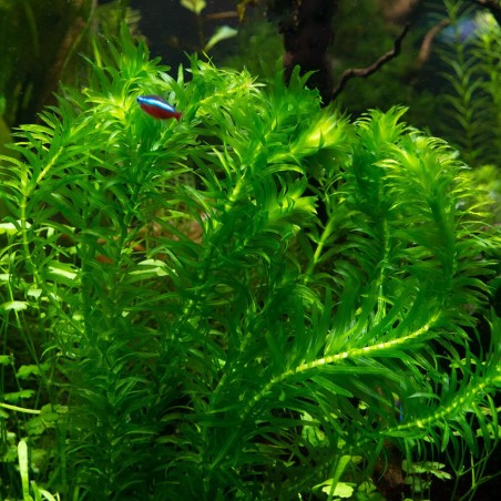 Egeria densa