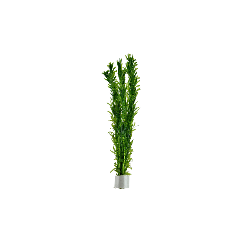 Egeria densa