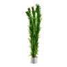 Egeria densa