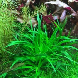 Eriocaulon vietnam