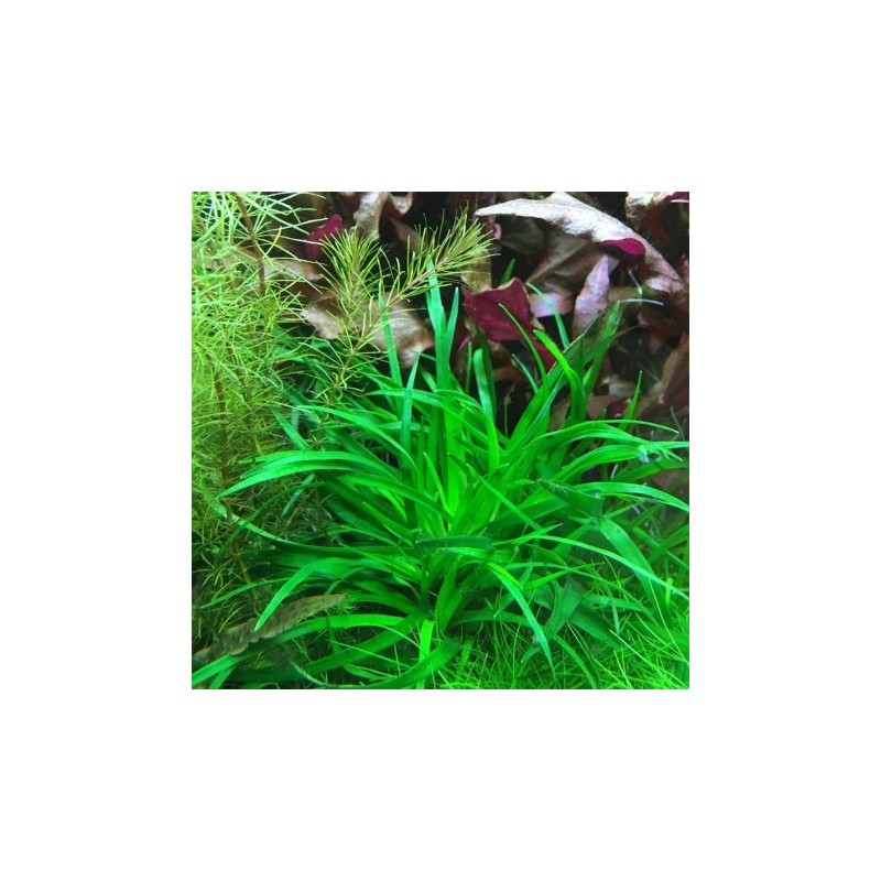 Eriocaulon vietnam Eriocaulon vietnam