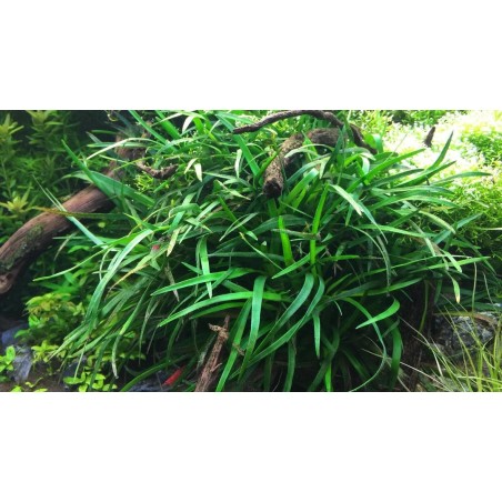 Eriocaulon vietnam