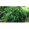 Eriocaulon vietnam