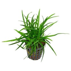 Eriocaulon vietnam
