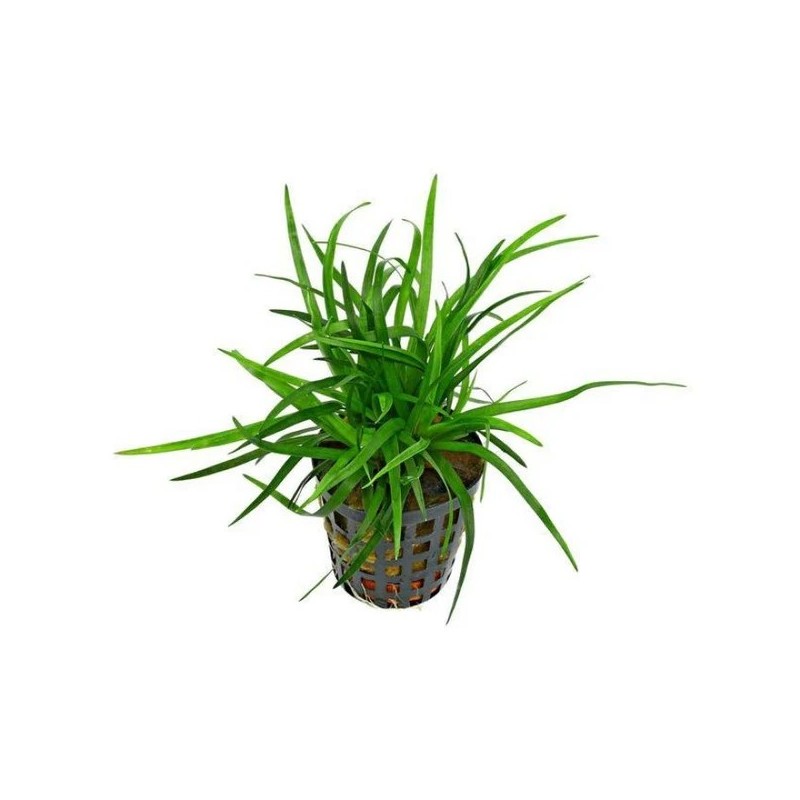 Eriocaulon vietnam