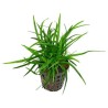 Eriocaulon vietnam