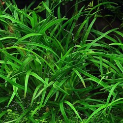 Eriocaulon dong hà