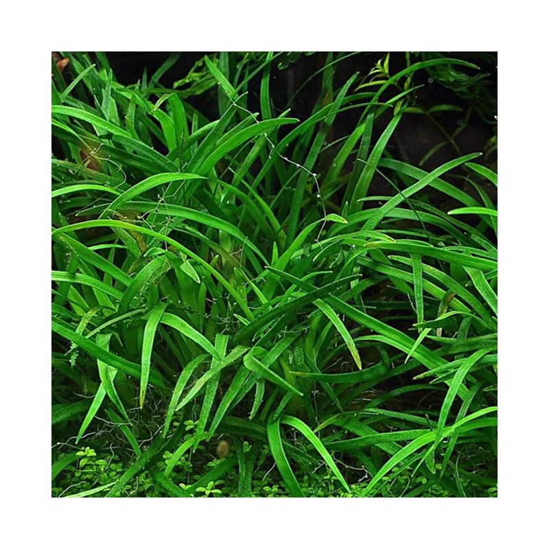 Eriocaulon dong hà
