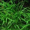 Eriocaulon dong hà