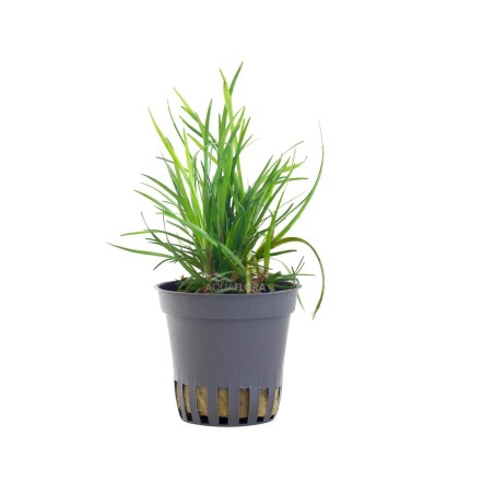Eriocaulon dong hà