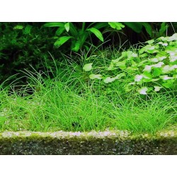 Eleocharis acicularis