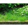 Eleocharis acicularis